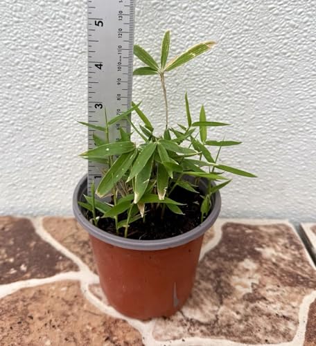 Japanese Dwarf Bamboo Live Plant &ndash; 4 Inch Tall, Fully Rooted, in 4 Inch Pot &ndash; Compact...