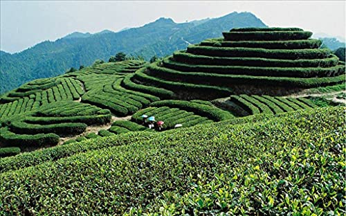250g Top Nice Lapsang Souchong Té Té rojo Wuyi Zhengshanxiaozhong Té Té negro - Imagen 8