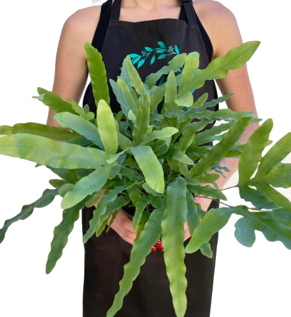 Helecho Phlebodium Blue Star: Planta Natural Verde y Azul para Interiores