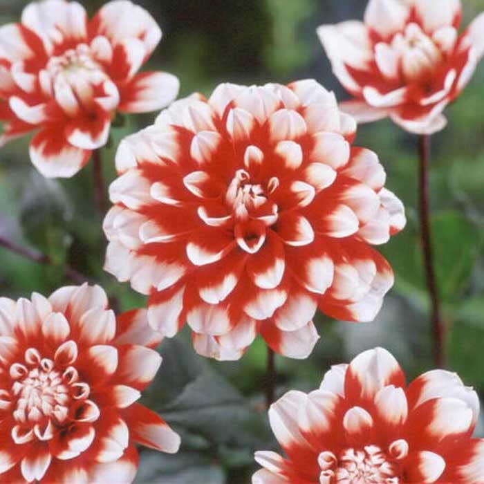 Amazon.co.jp: ダリア 球根 春植え 【 カット フラワー ダリア】 花の