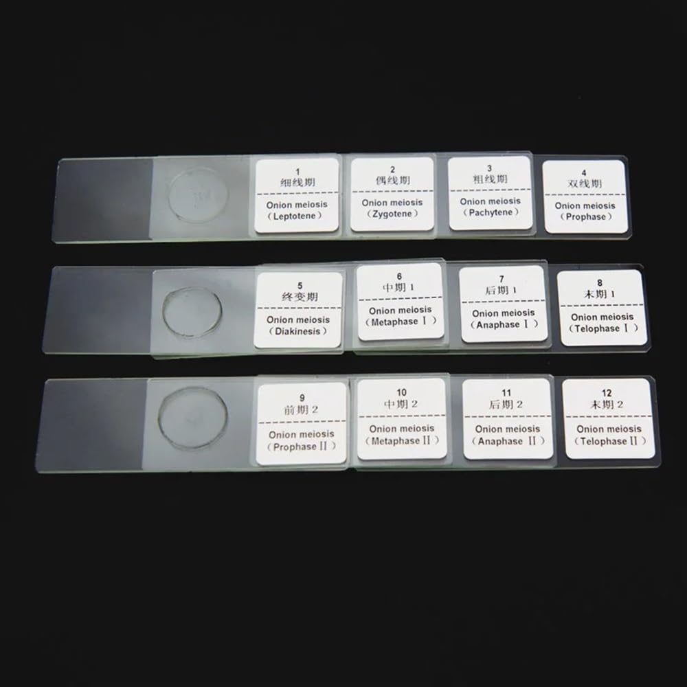 Kit accessori per microscopio Vetrini for microscopio biologico Vetrini preparati for l'insegnamento 12 pezzi/scatola Vetrini per microscopio