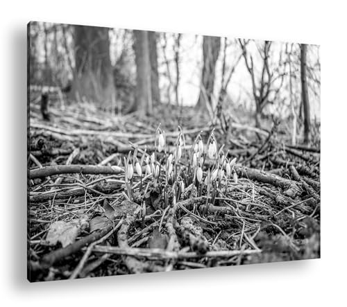 Tableau perce-neige deyoli effet noir et blanc célébrant le renouveau du printemps