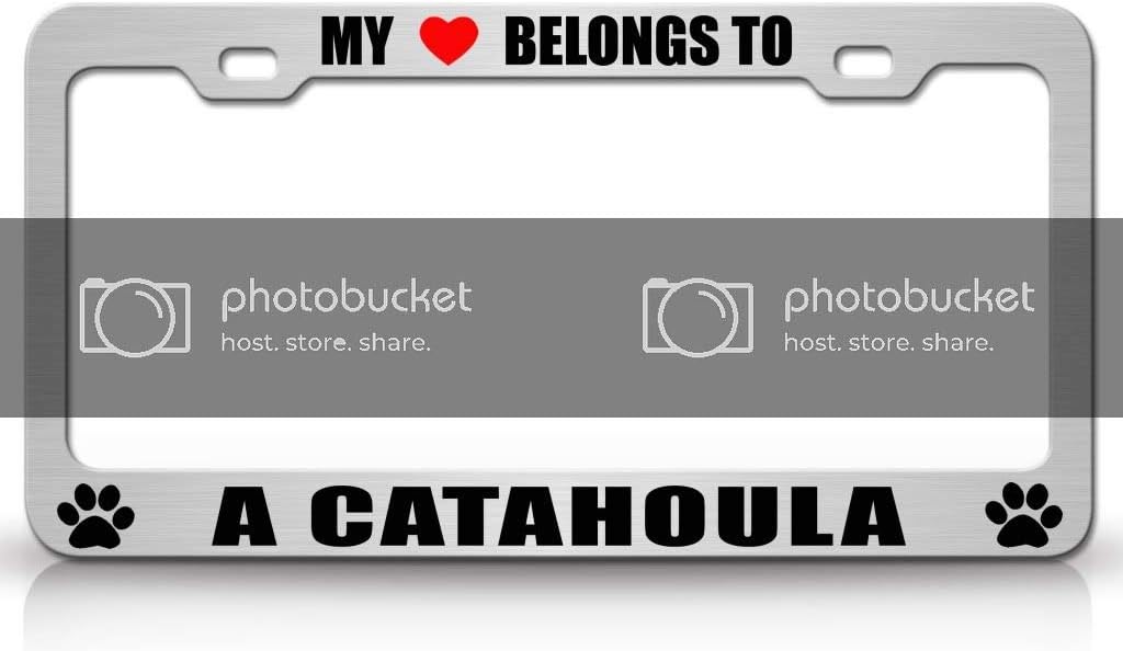 My Heart Belongs to A Catahoula Dog Pet Metal Car SUV Truck License Plate Frame t63
