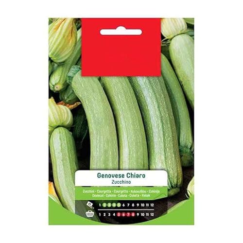 Semillas de Calabacín para Cultivar Verduras y Hortalizas en Casa Variedad Genovesa