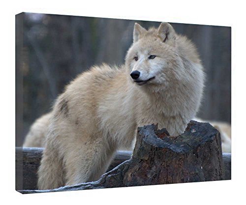 Tableau loup arctique encadré pour réchauffer l'ambiance d'un salon moderne ou d'une chambre