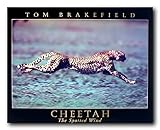 Impact Posters Gallery Wild Animal Wall Decor Spotted Wind Cheetah Running Art...