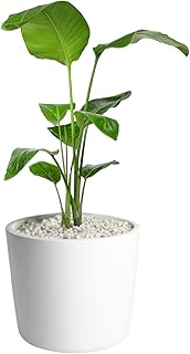 Mozing Large Ceramic Plant Pots Indoor - 12 inch Thicken Garden Planter Pot - Modern Big Flower Pot with Drainage Hole for...