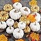 Benjia Kürbis Herbst Deko Dekoration Draußen, Weiß und Gold Kürbisse Zierkürbisse Herbstdeko Herbstdekorationen Halloween 16 Stück