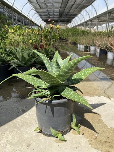 Aloe vera, vasi 16 Cm - Pianta succulenta