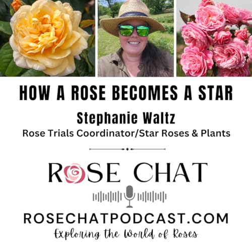 HOW A ROSE BECOMES A STAR