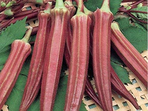 Image of GENERIC Hybrid RED Ladies Finger - Okra Bhindi Hybrid Seeds Pack 50+ Seeds (70)