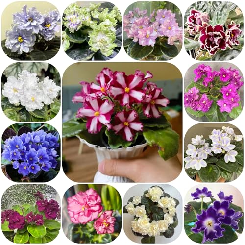 acquistare semi di violetta africana da balcone, resistenti di violetta africana decorazione autunnale, esotiche resistenti 200pcs
