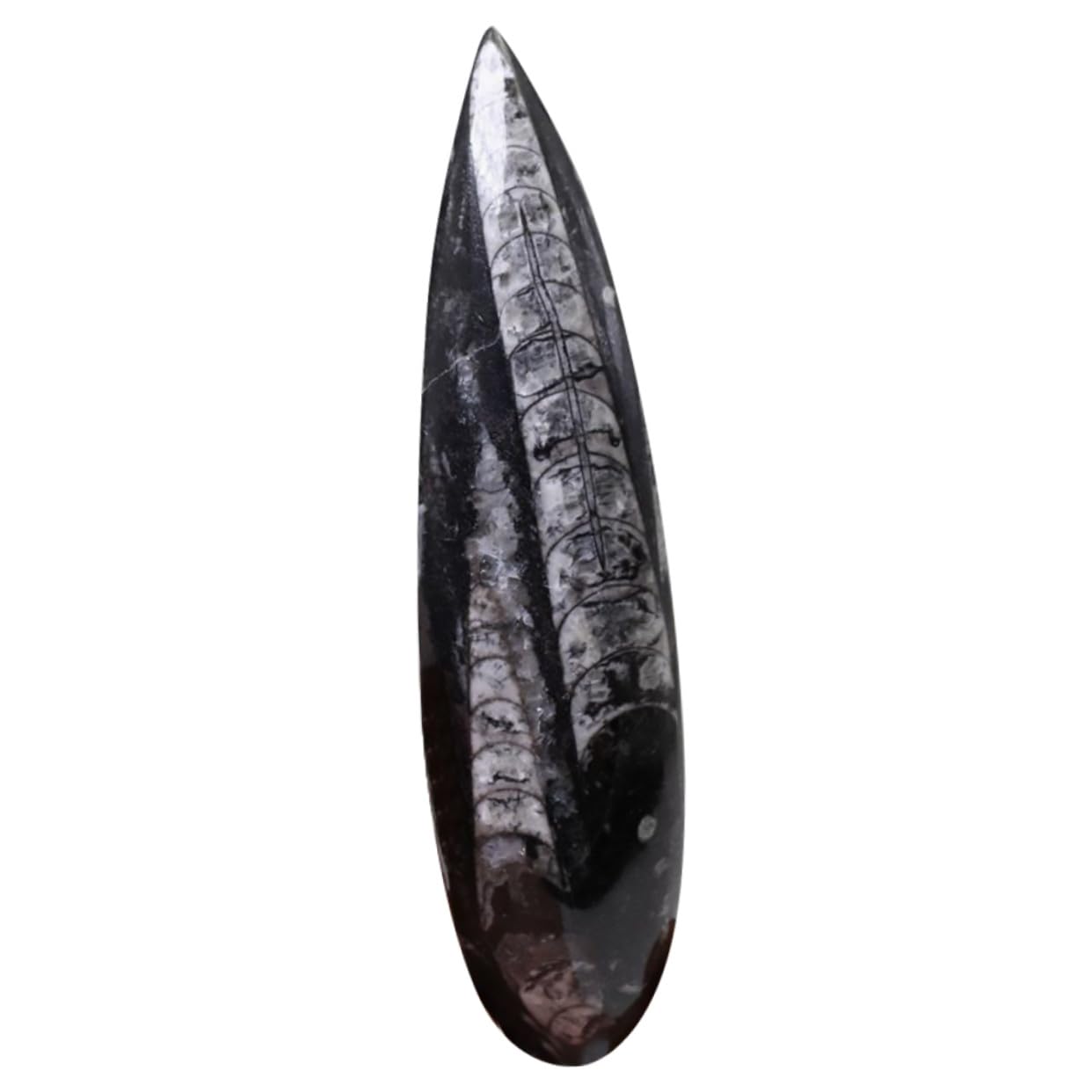 SOIMISS Specimen Fossile Orthoceras Naturale Grande per Paleontologia Didattica Decorazione Casa e Collezione Fossili Materiale Scientifico Autentico per Studenti e Appassionati