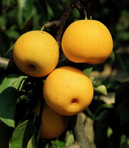 Dominik Gartenparadies Nashi-Birne Busch 1 Stück