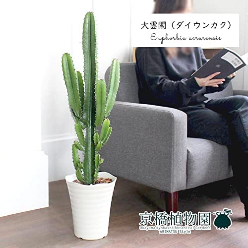 【引取り限定】　サボテン　大雲閣180cm 引取り限定】 サボテン 大雲閣180cm 2025年最新】大雲閣の人気