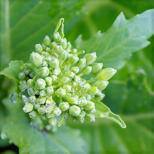 Broccoli Raab Seeds, Rapini, Heirloom, Non GMO, 50 Seeds, Delicious a Culinary Delight, Country Creek Acres