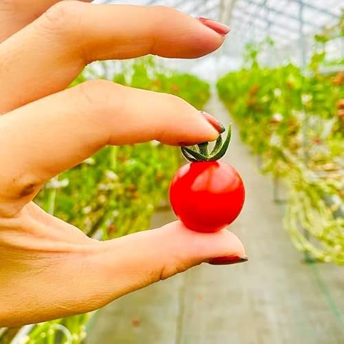 【明日最終日 ギフト 化粧箱】高糖度フルーツ・ミニトマト 約2,000g 糖度9-11度 大事に育てた愛娘を「朝採り」してお手元へ 濃厚で芳醇な甘さ プレゼント お祝い 料理 リコピン 【時期により冷蔵】プチトマト 高リコピントマト 5枚目