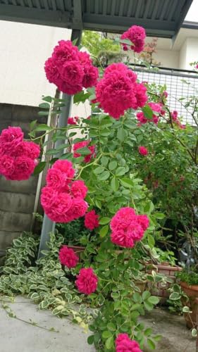Image of Pink Climbing Rose (Gulab) Live Plant | Fragrant Flowering Rose Vine | Outdoor Ornamental Garden Plant | Healthy Nursery Plant in 3 Inch Pot