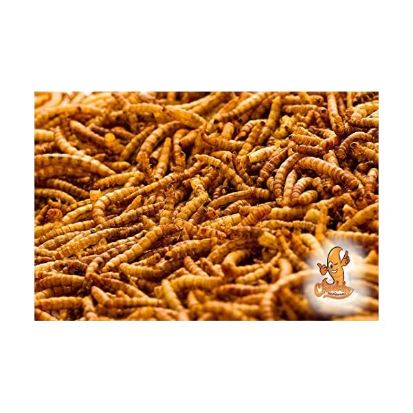 11lb Chubby Mealworms Bulk Dried Mealworms High Protein Treat for