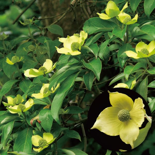 希少な赤花 常緑ヤマボウシ大株 6.10撮影 花終わりの為値下げ 東北九州