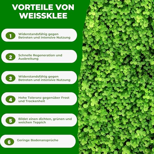 Mikroklee - Weißklee Trifolium repens 500g - Rasenklee bereichert den Rasen - Klee Samen zur Anlockung von Bienen -Saatgut für gleichmäßige, dichte Grasnarbe das ganze Jahr über