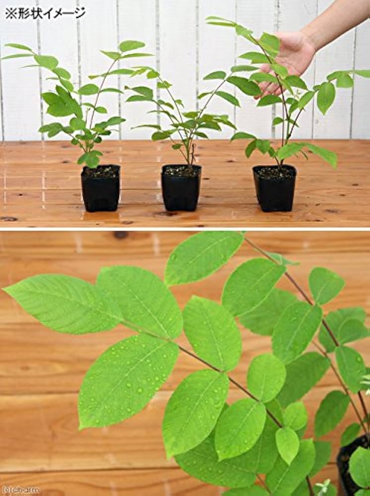 専用出品　鬼胡桃 髑髏 根付 四 楽天市場】公長齋小菅 竹製 鬼おろし 【3点 】セット おろし