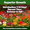 HOME GROWN Zinnia Dahlia Seeds Pack for 2026 – 524 Non GMO Flower Seeds | Vibrant Zinnia Elegans for Pollinator Gardens, Borders & Containers | Easy-to-Grow Outdoor Blooms #3