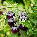 Los tomates pueden producir frutos tan pequeños como las uvas, así como frutos tan grandes como las pelotas de softball, y vienen en todos los colores excepto el azul.