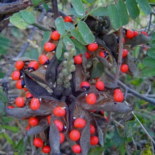 Semi di pisello Paternoster, biologici Abrus precatorius, semi di medicinali regali per giardinieri 25pcs