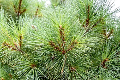 Eastern White Pine Pinus Strobus Pine Tree Seeds For Planting 20 Seeds #TOP7
