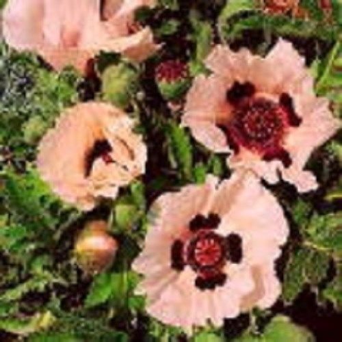 Sellify 35+seeds/pack PRINCESS VICTORIA LOUISE PAPAVER POPPY ORIENTALE FLOWER SEEDS /PERENNIAL