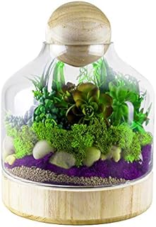 CYS EXCEL Glass Terrarium Container (H:10