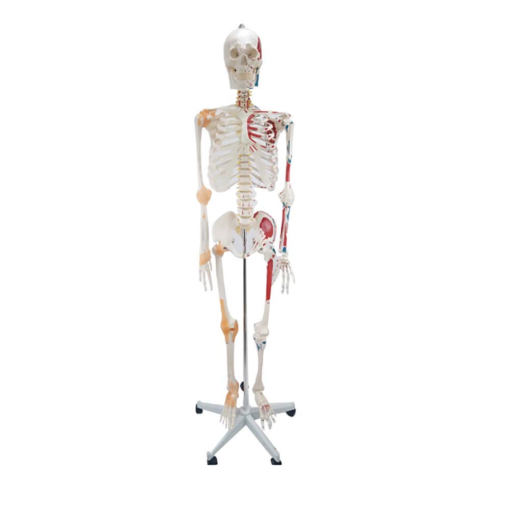 身大170cm 人体骨格模型