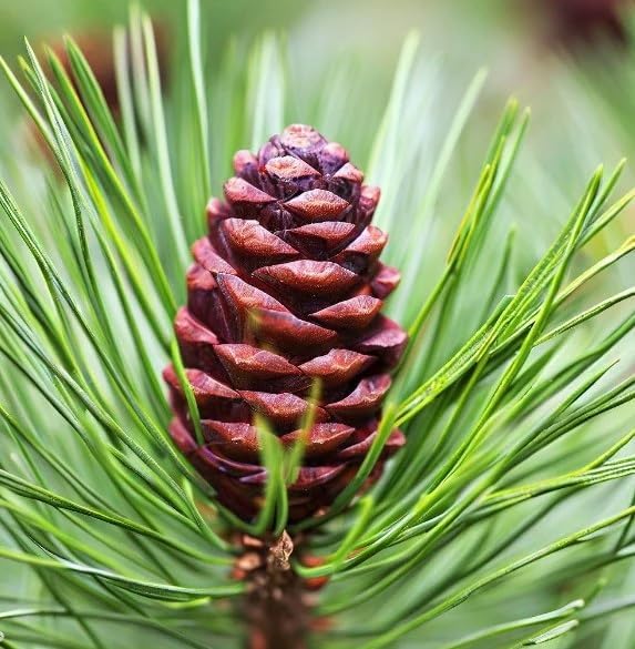 Miniatura 2 de Pinus nigra (pino austriaco, pino negro europeo), apariencia atractiva, resistentes al frío, semillas de MySeeds.Co, elige la cantidad (0.5 oz)