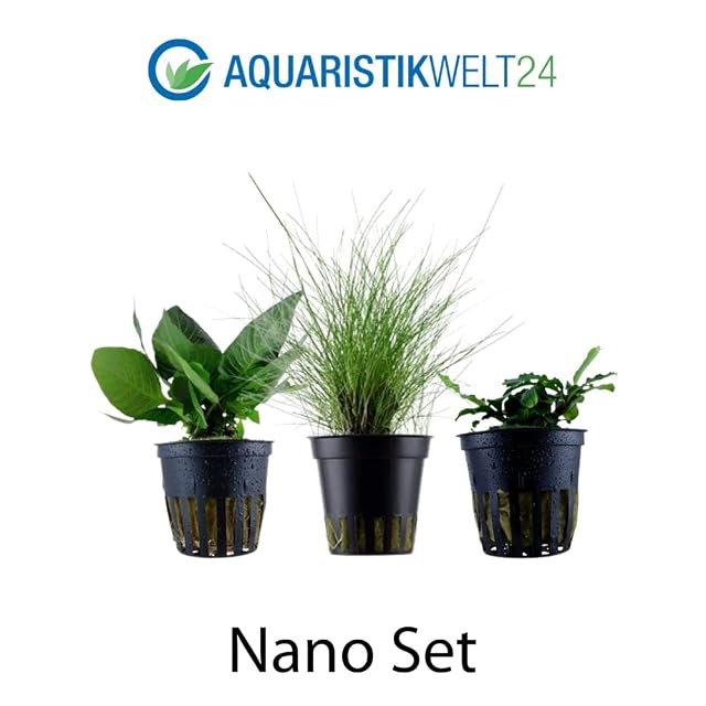 Foto 2 de 5 de AquaOne Plantas de acuario I 3 x plantas de agua I Nano Platillos para acuarios I Planta de tallo higrofila…