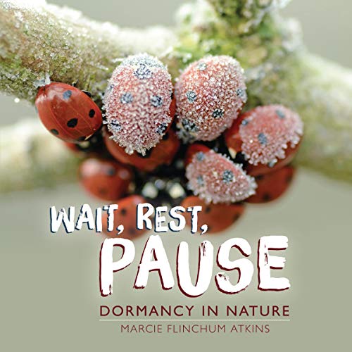 Wait, Rest, Pause by Marcie Flinchum Atkins episode artwork
