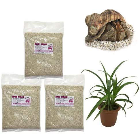 Amazon | オカヤドカリ飼育セット LLサイズ(生体×1匹・砂×3袋