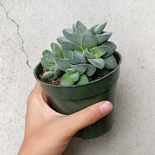 Crassula Morgan’s Beauty Succulent (4 Inch) #TOP4