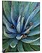 Global Gallery Budget GCS-396181-3040-142 Tim Fitzharris Agave Plants with Pine Cones North America Gallery Wrap Giclee on Canvas Wall Art Print