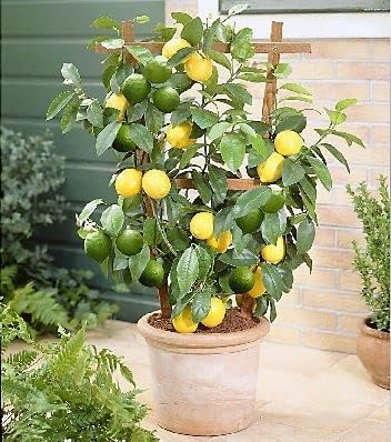 See full amazon price history chart for Greenursery Rare Italian Lemon Plant Live with Black Plastic Pot Greenursery Rare Italian Lemon Plant Live with Black Plastic Pot (B0CRH7Q9ZG) Amazon Price History, Amazon Price Tracker