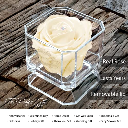 Eternal Petals A 100% Real Rose That Lasts Years, Handmade in UK - Gold Solo with A Multicolour Crystal (Champagne Satin) - Image 2