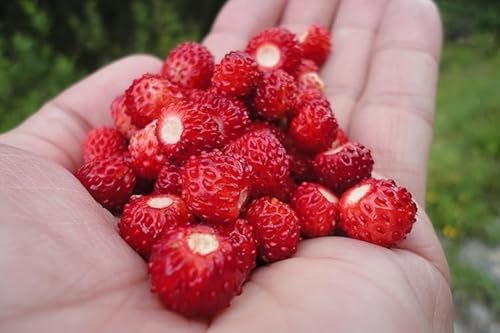 Semi di Fragola di Bosco o Alpina per Prato Fruttifero, Fragolina Selvatica, Fragole di montagna, wild strawberry seeds