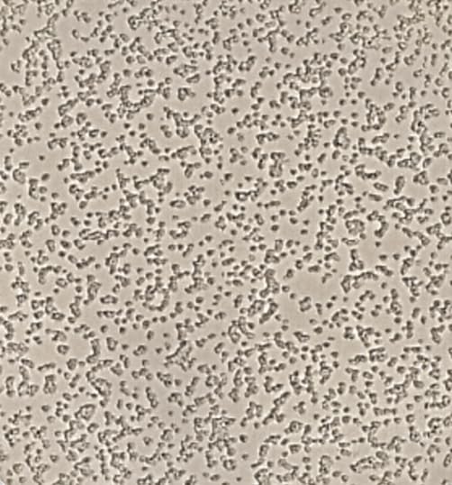Image of Doheny's DECK COATING - SAND VALLEY