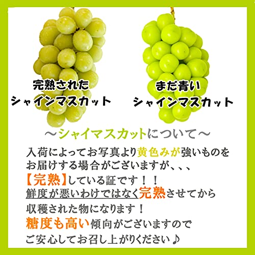 808青果店 シャインマスカット 約2kg の商品画像 4