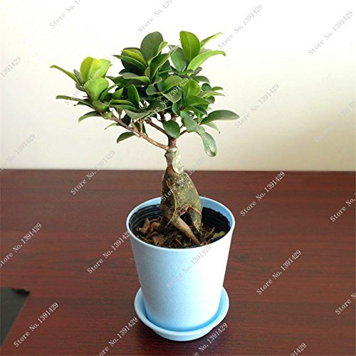 Kugelschreiber Mit Bonsai-Motiv – Einziehbar, 0,5 Mm Feinmine, Mit Clip, Süßes Design