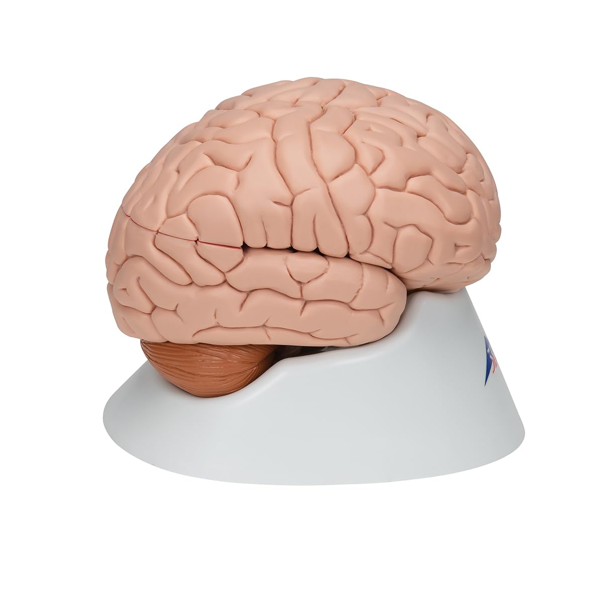 3B Scientific C17 Encéfalo de Lujo, desmontable En 8 Piezas - 3B Smart Anatomy
