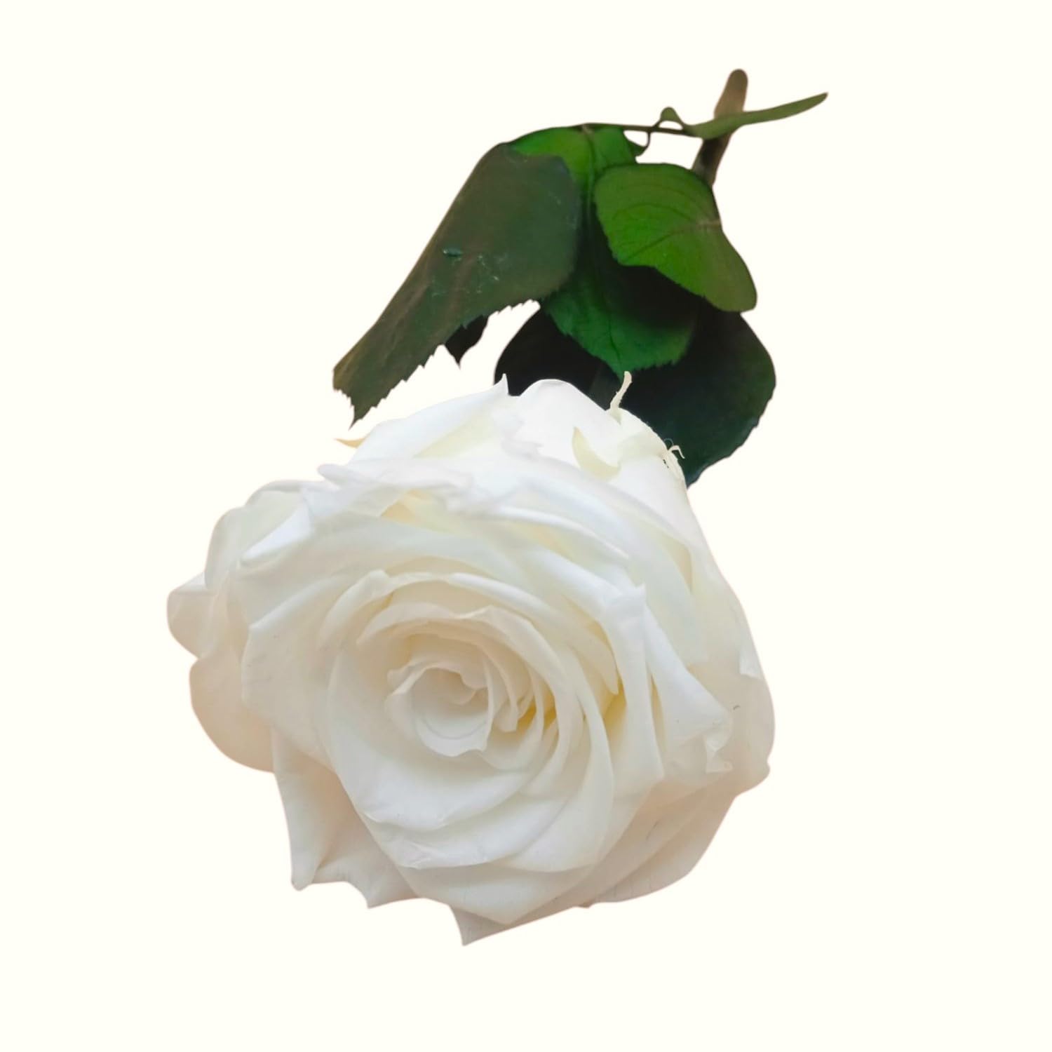 Witte Roos hydrolaat – Biologisch Bloemenwater • Pure Naturals