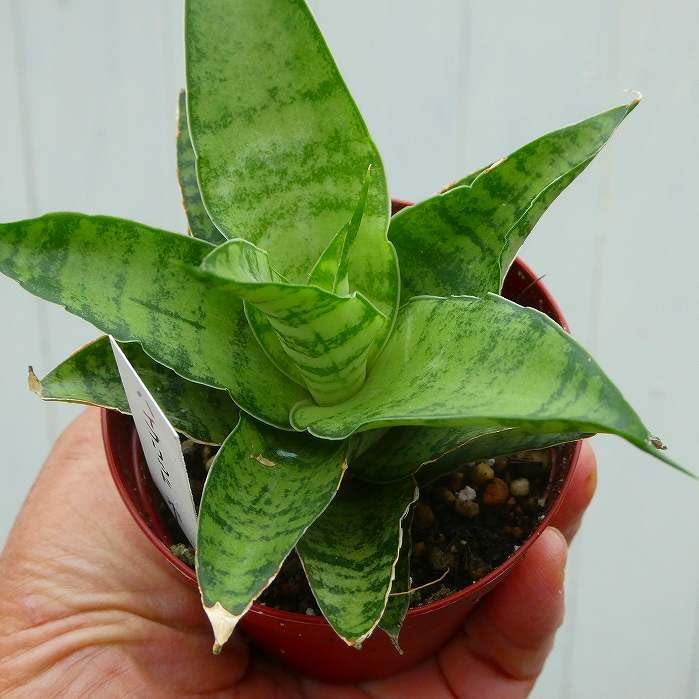 Amazon｜サンスベリア ハイブリッドホーリ 2.5号 観葉植物