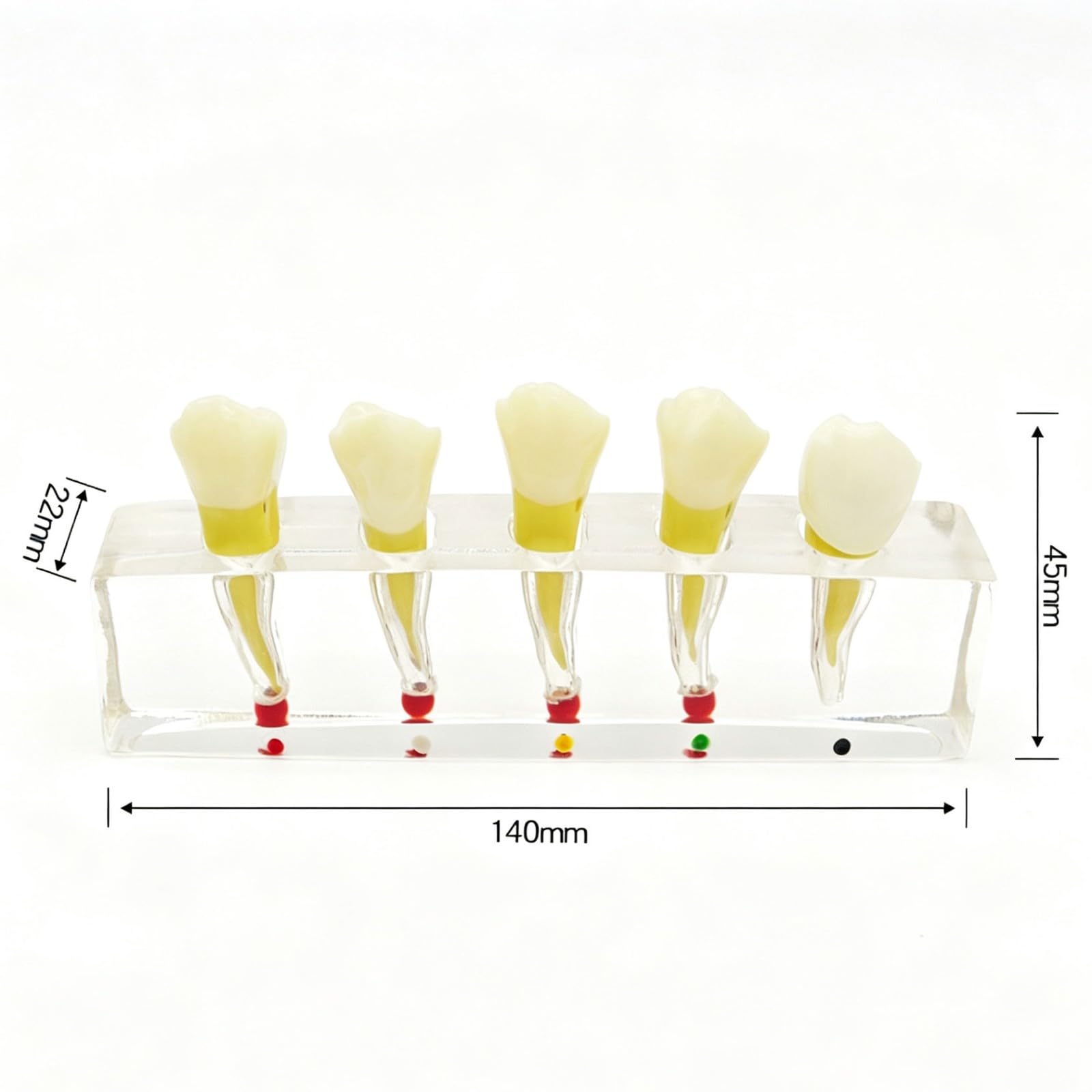 Modèle d'implant dentaire pour l'éducation du patient, modèle de traitement endodontique/démonstration d'anatomie canalaire, modèles de dents pédagogiques pour la démonstration