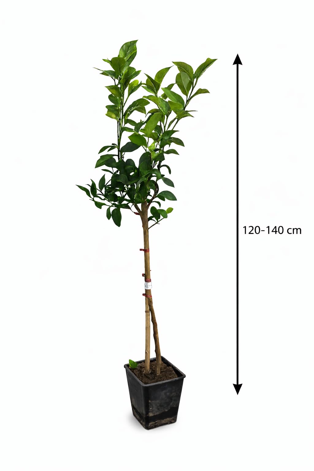 Amalfitano Zitronenbaum 120–140 cm – Echter Citrus Limon im Topf, mediterraner Zitronenbaum für Balkon & Terrasse, winterhart bedingt, duftende Blüten, essbare Früchte